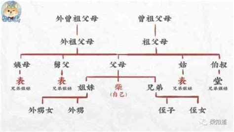 表堂怎麼分|漢語親屬系統